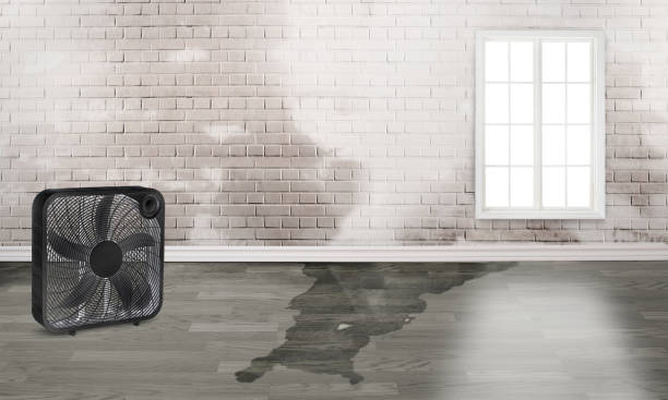 Best Carpet water damage restoration  in Port Labelle, FL